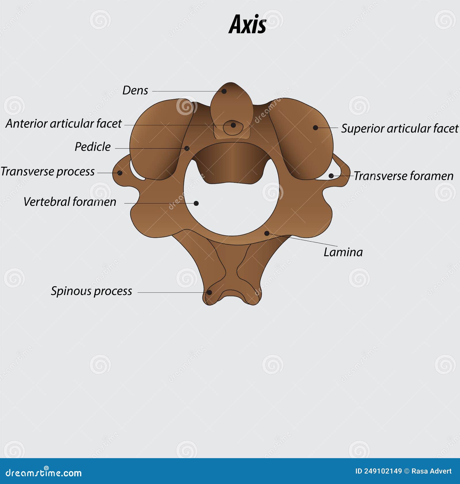 cervical vertebrae labeled axis