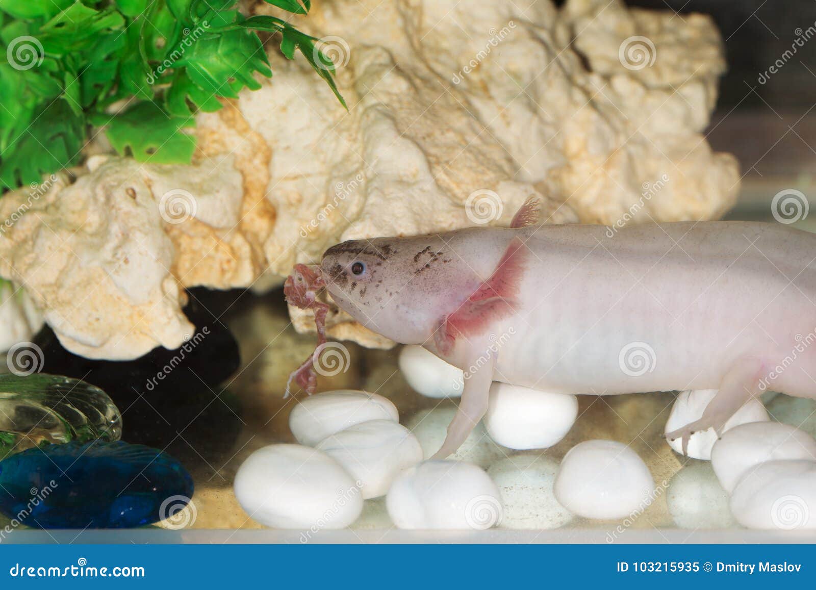 Axolotl Food Stock Photos - Free & Royalty-Free Stock Photos from Dreamstime