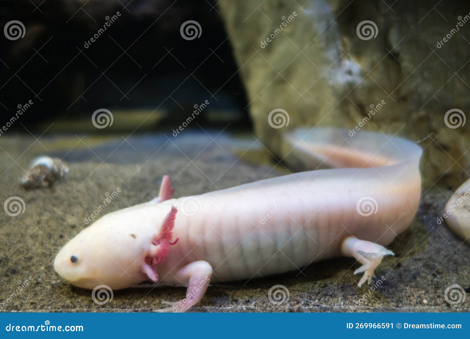 Axolotl on the sand stock image. Image of beautiful 269966591