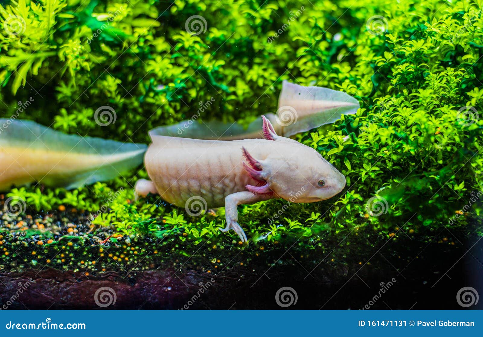 onbekend Optimisme skelet Axolotl-zwemmen Onder Water, Aquarium Van De Aquarium Van De Zeebodem / Wit  Axolotl Mexicaanse Salamande Stock Afbeelding - Image of hobby, zwart:  161471131