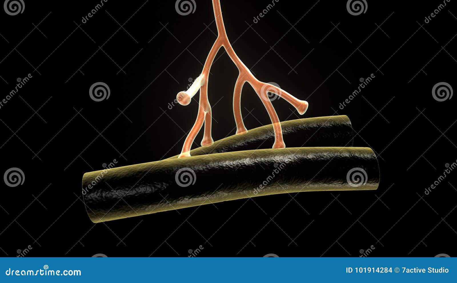 axon terminal of neuron