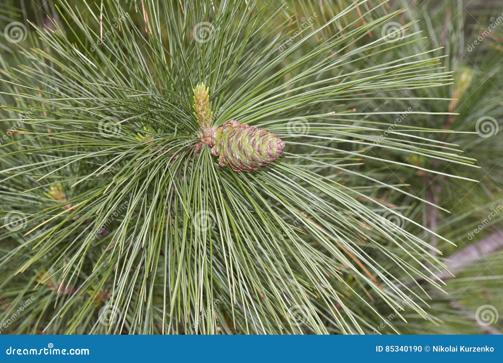ayacahuite pine young cone