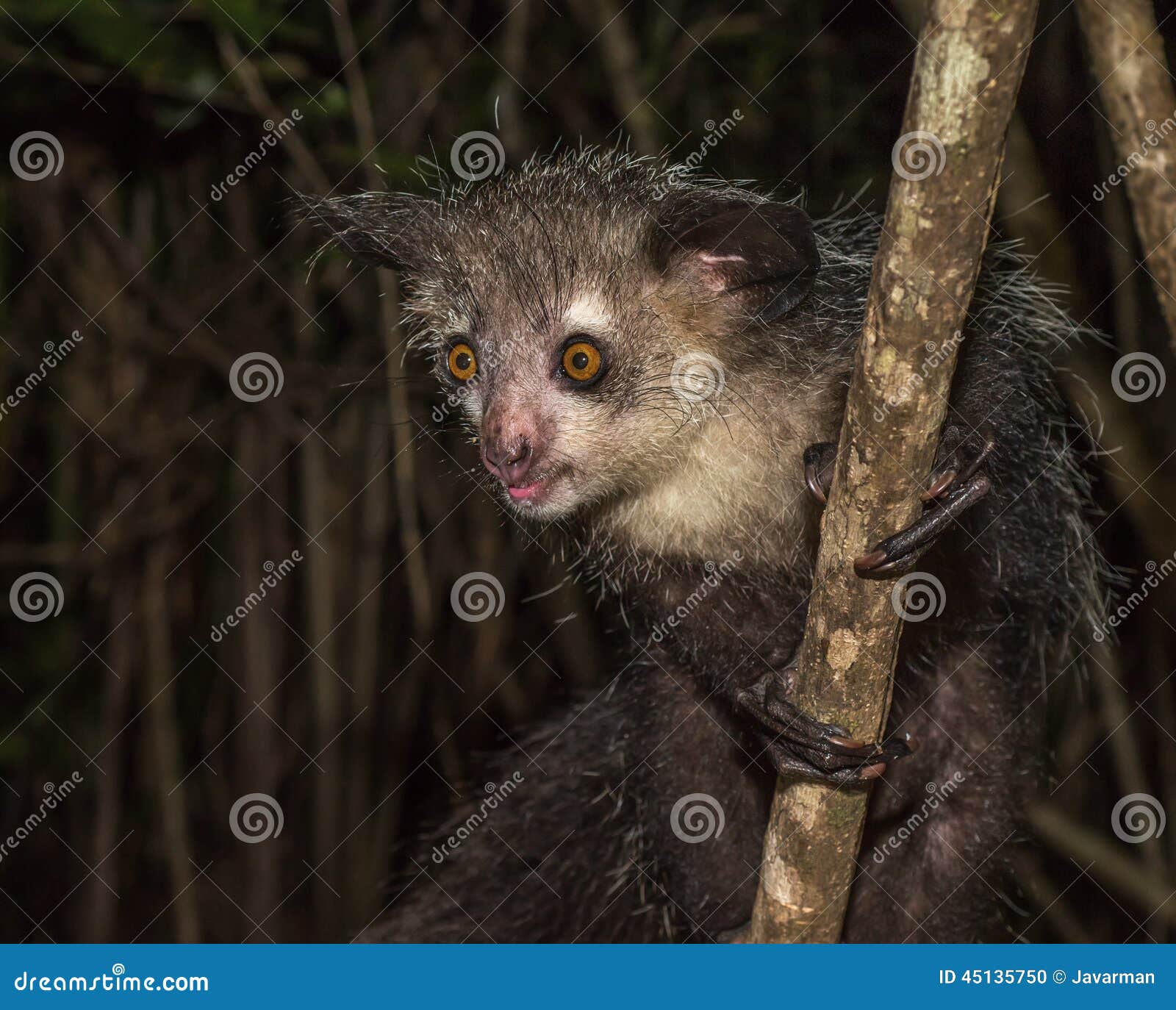 aye-aye, nocturnal lemur of madagascar