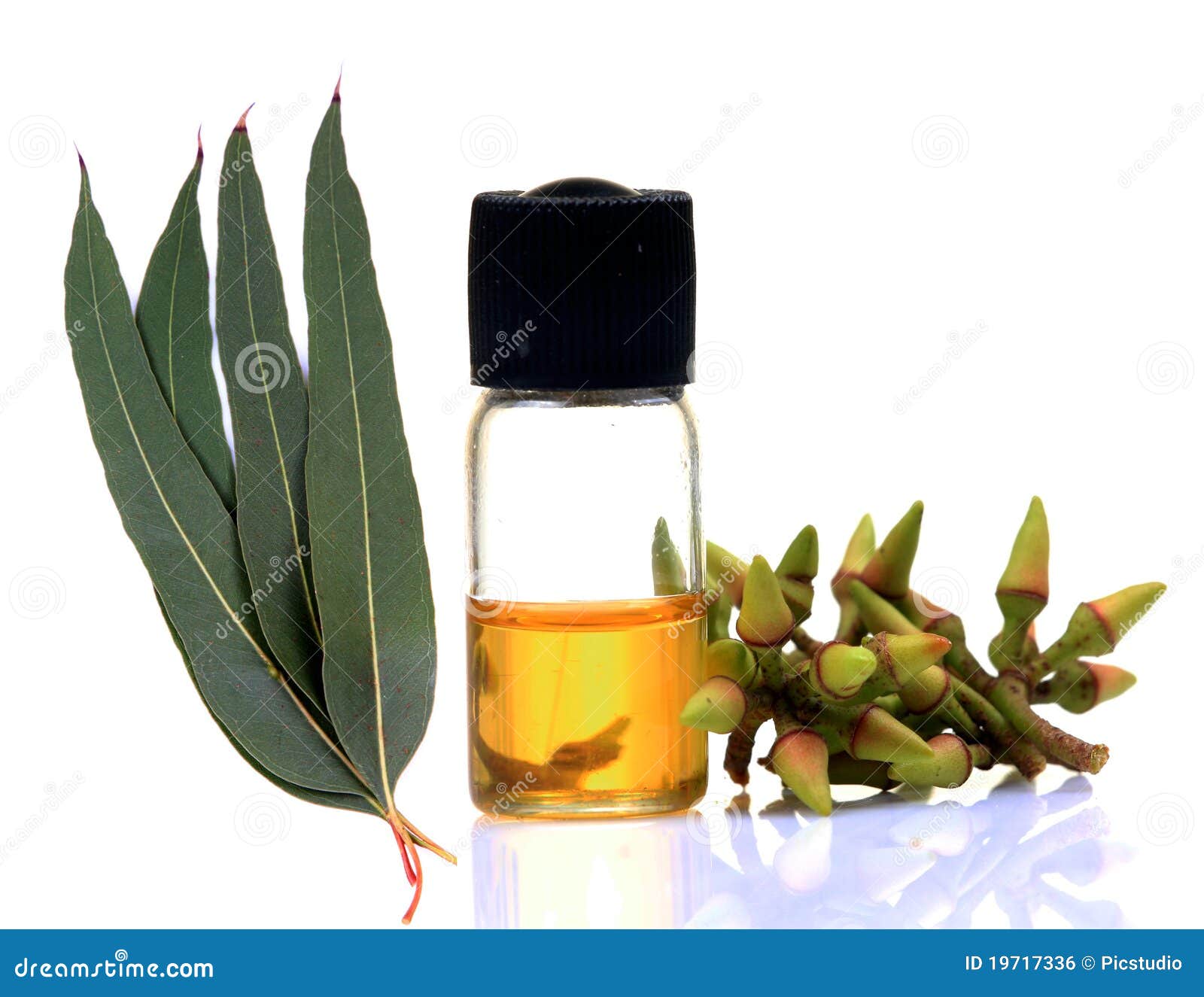 Ayurvedic eucalyptus oil stock photo. Image of green 19717336