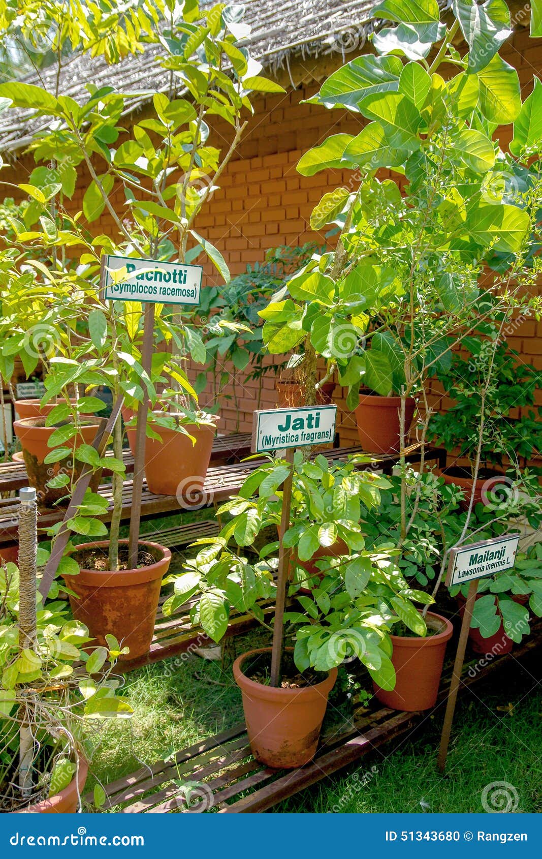 Ayurvedic herb garden stock photo. Image of herb, healing 51343680