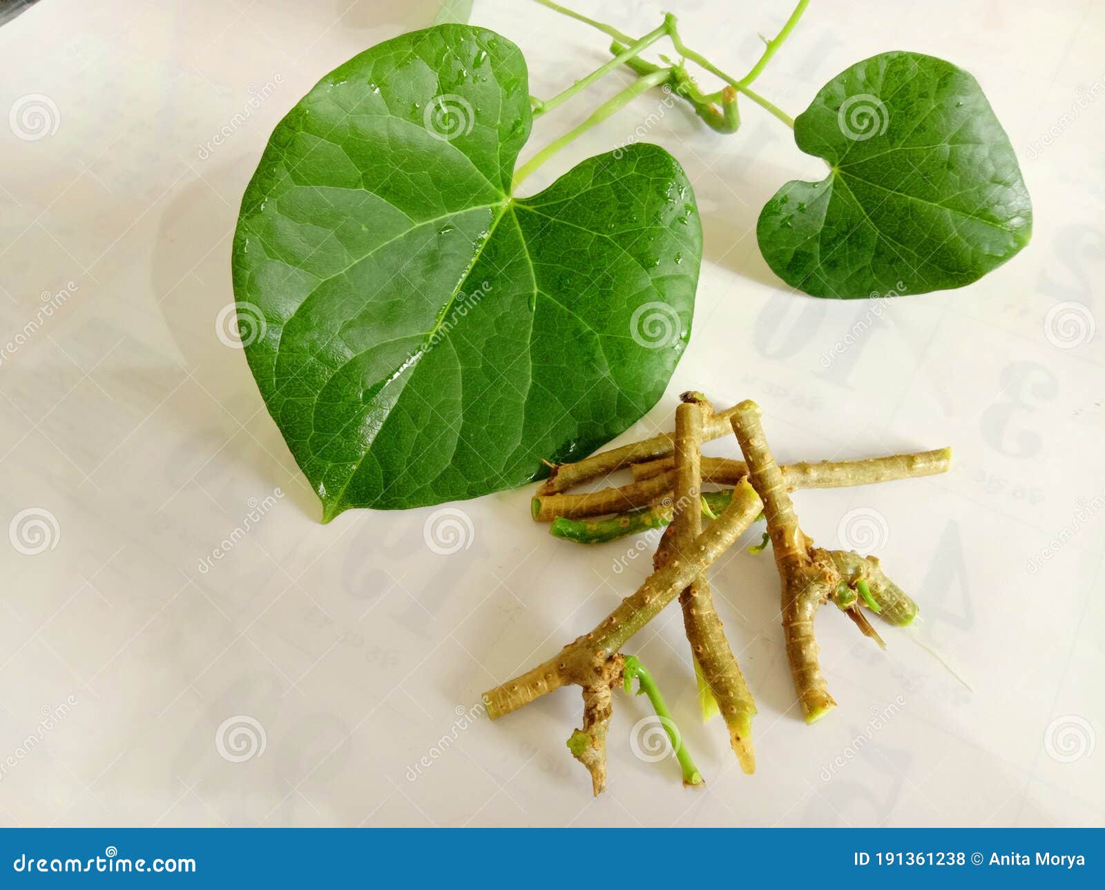Ayurvedic Herb Giloy Leaf and Stem Stock Photo Image of fever, fresh
