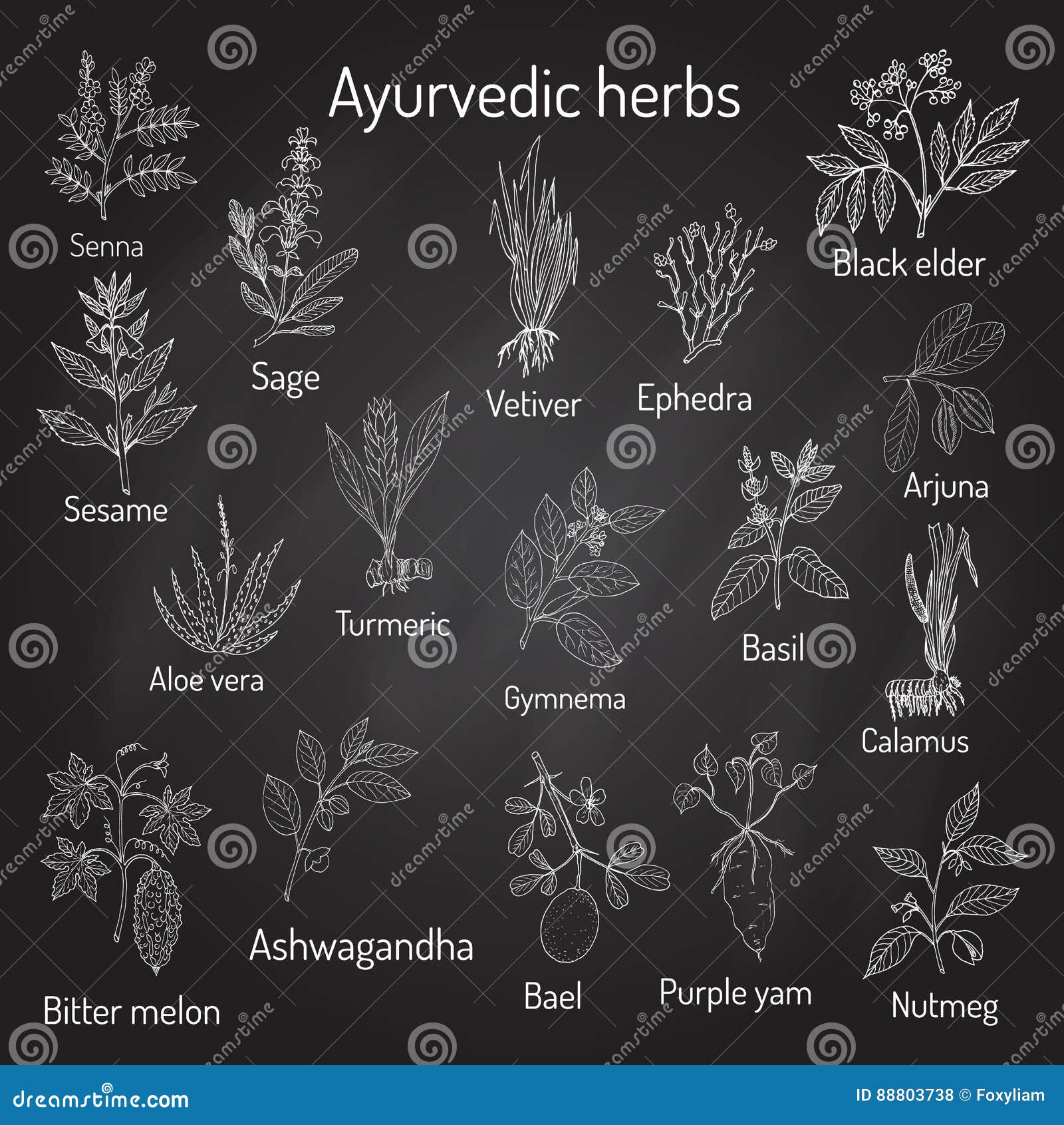 Ayurvedic Herbs, Natural Botanical Set Stock Vector Illustration of