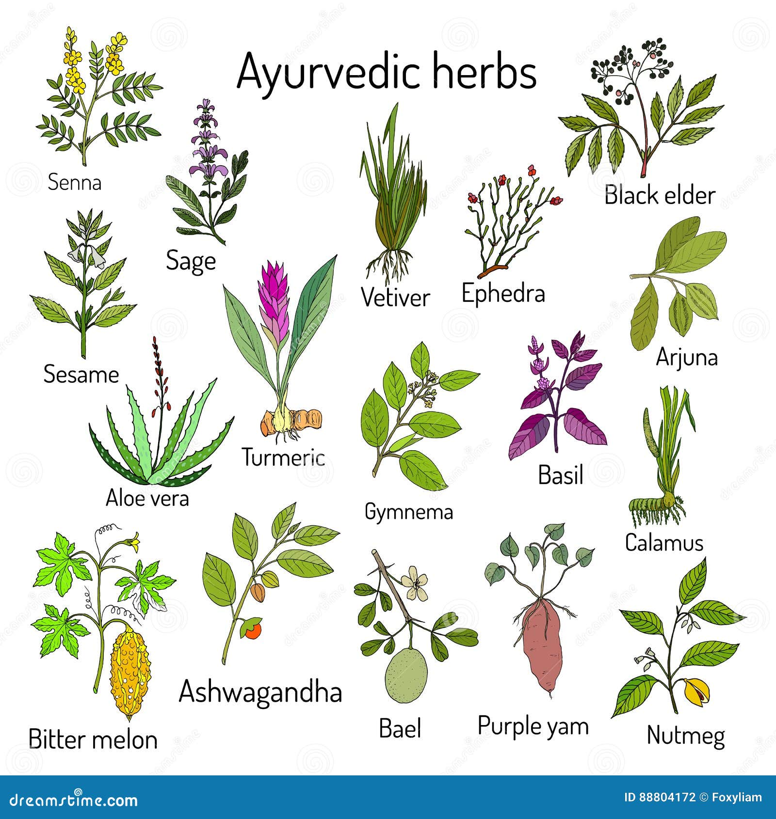 Ayurvedic Herbs, Natural Botanical Set Stock Vector Illustration of