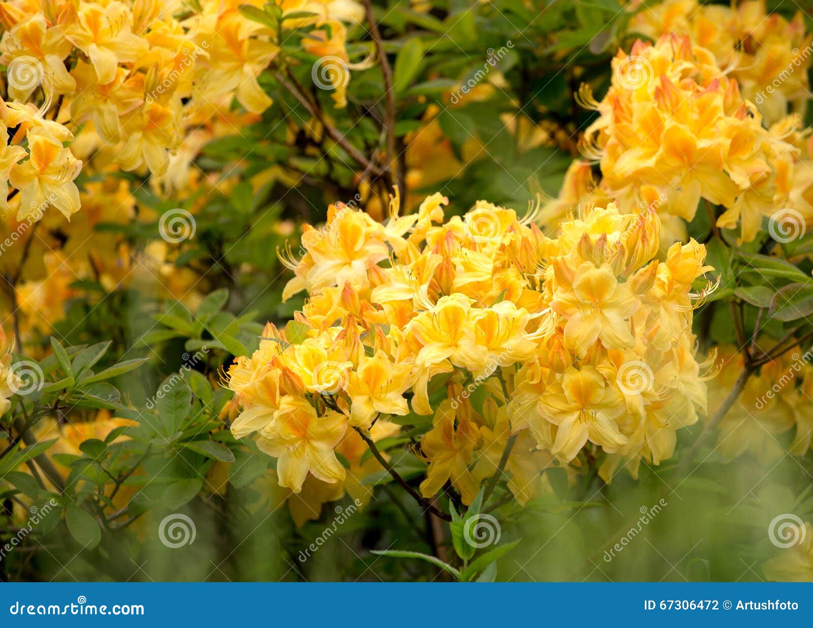 Azálea Amarela, Arbusto Do Rododendro Na Flor Foto de Stock - Imagem de  catawba, exterior: 67306472