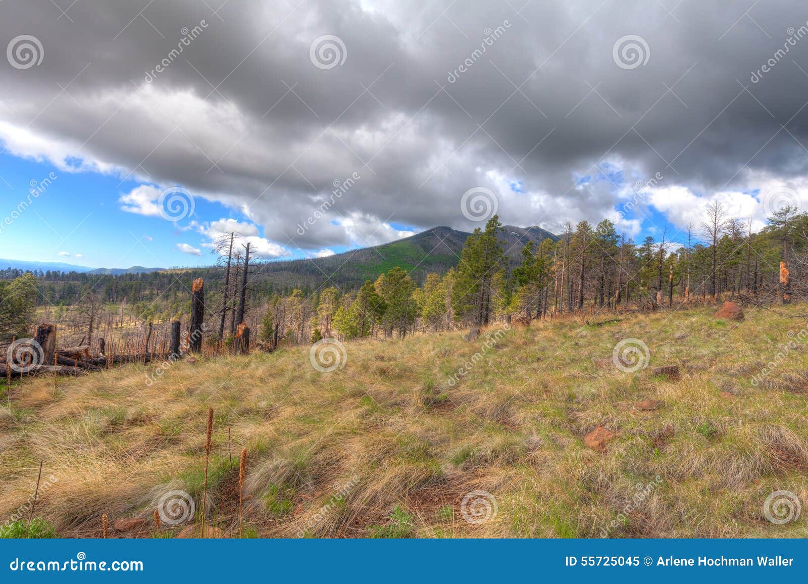 az-coconino national forest