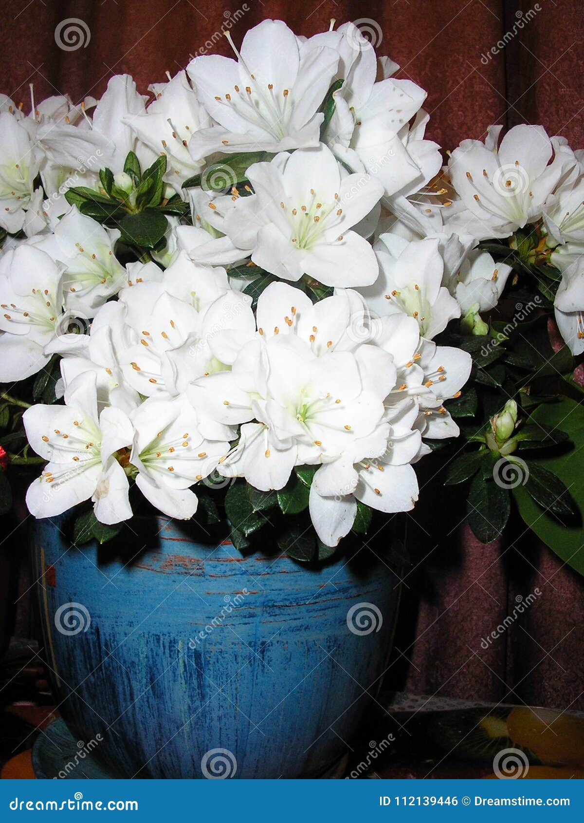 Azalée Blanche De Fleur D'intérieur Dans Un Pot Photo stock - Image du  centrales, girlfriend: 112139446
