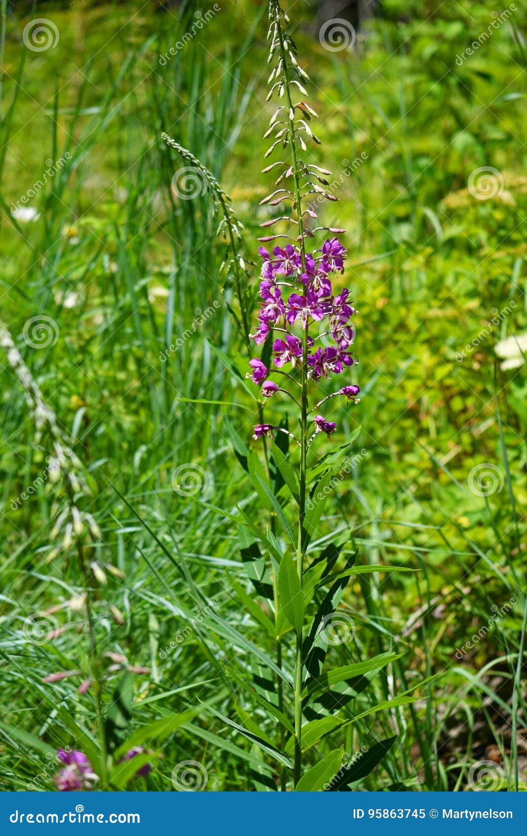 Azaléia roxa imagem de stock. Imagem de plantas, retorno - 95863745