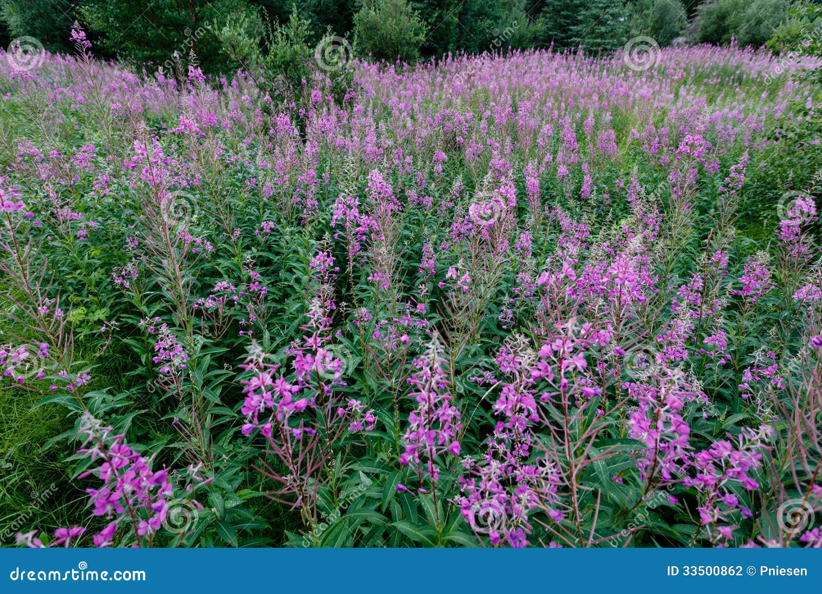 Azaléia Roxa Na Flor Em Um Prado Alaska Do Verão Foto de Stock - Imagem de  wildflower, planta: 33500862