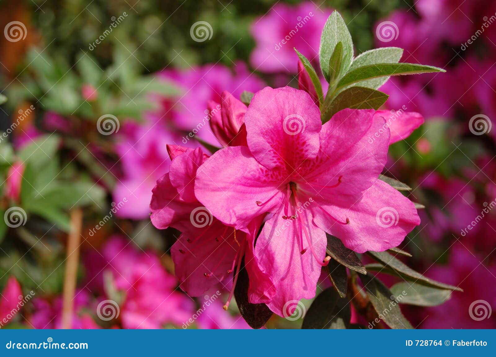 azalea