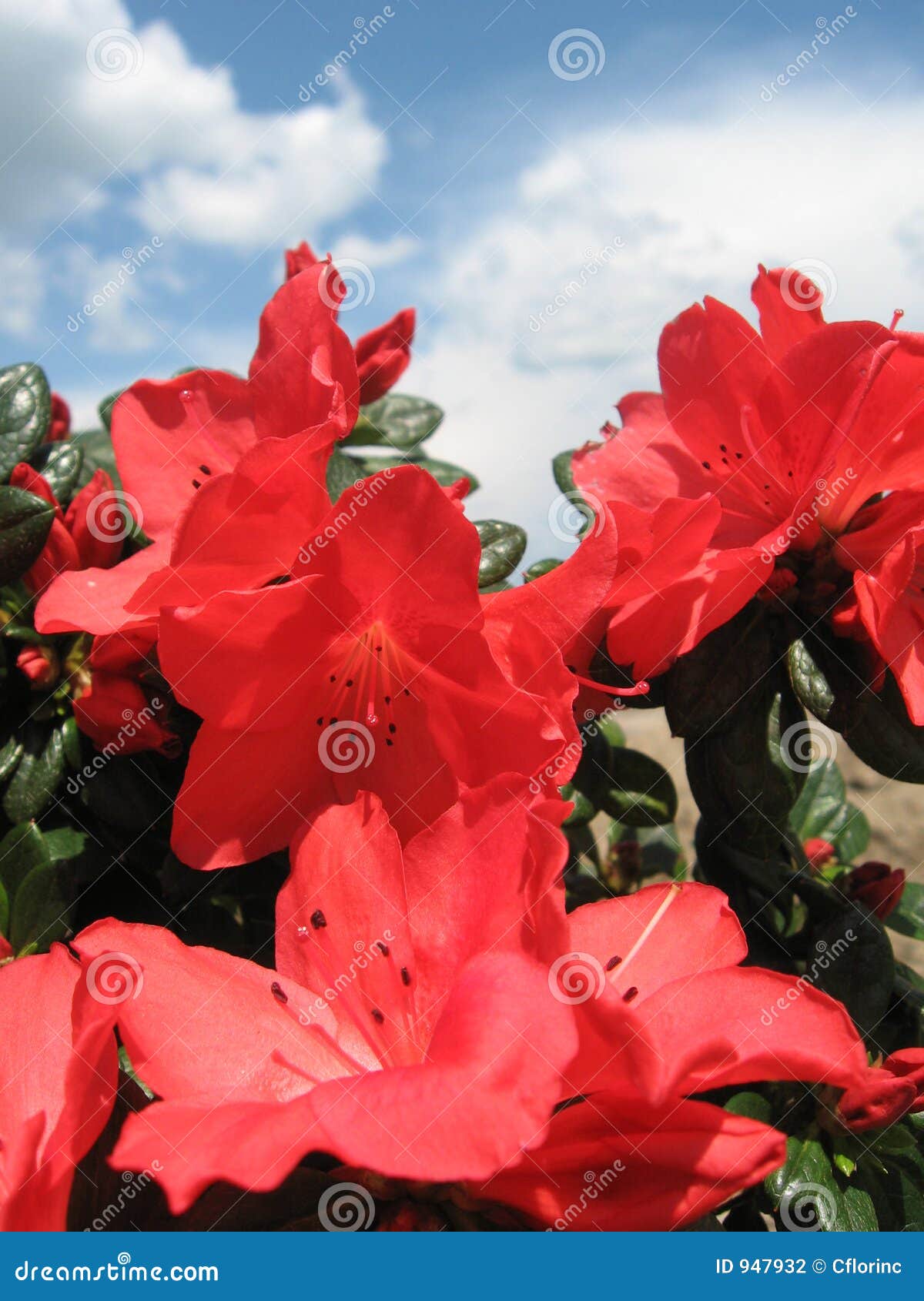 azalea