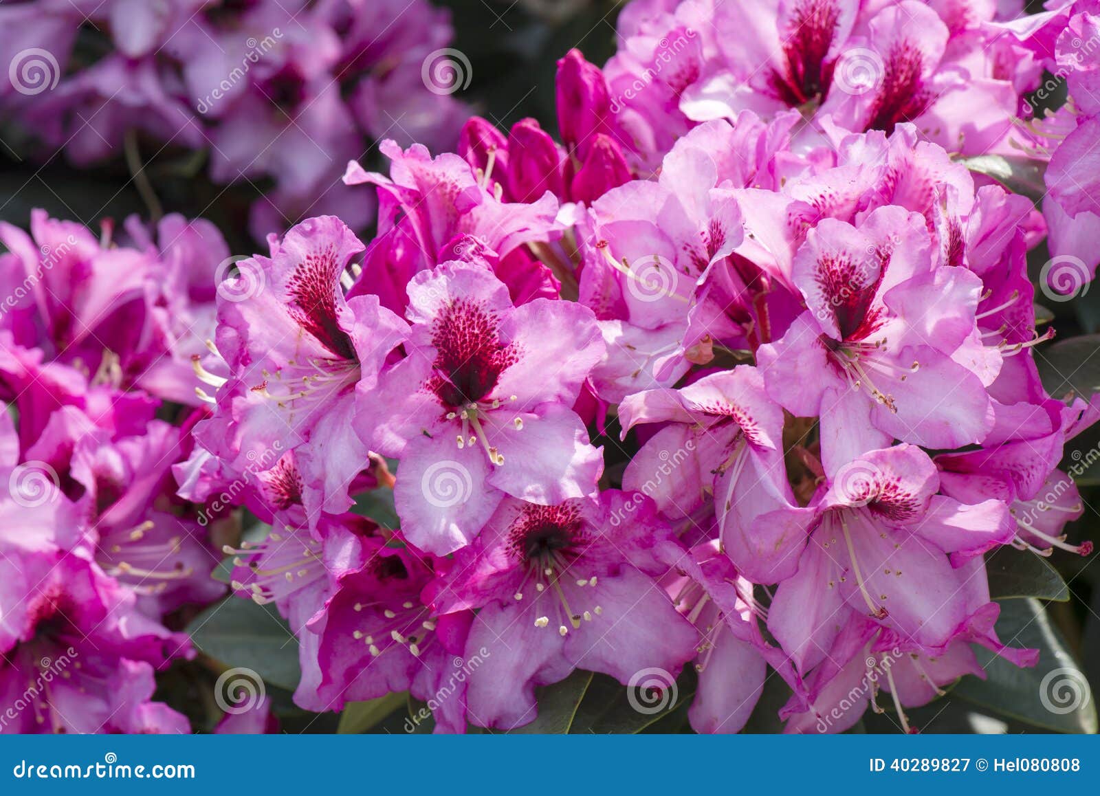 pink azalea flowering in vibrant color