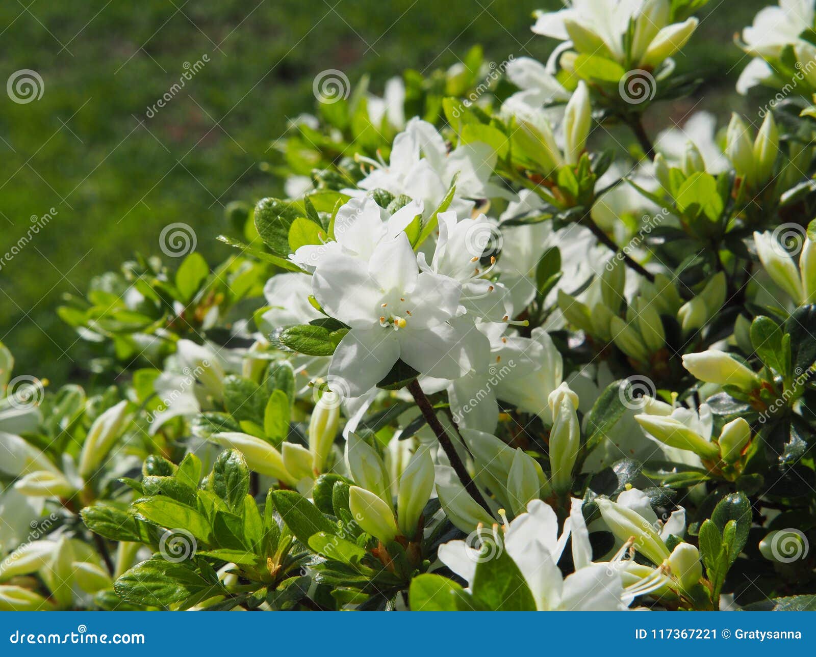 Azalea Blanca - Flores Del Rododendro Imagen de archivo - Imagen de  polonia, parque: 117367221