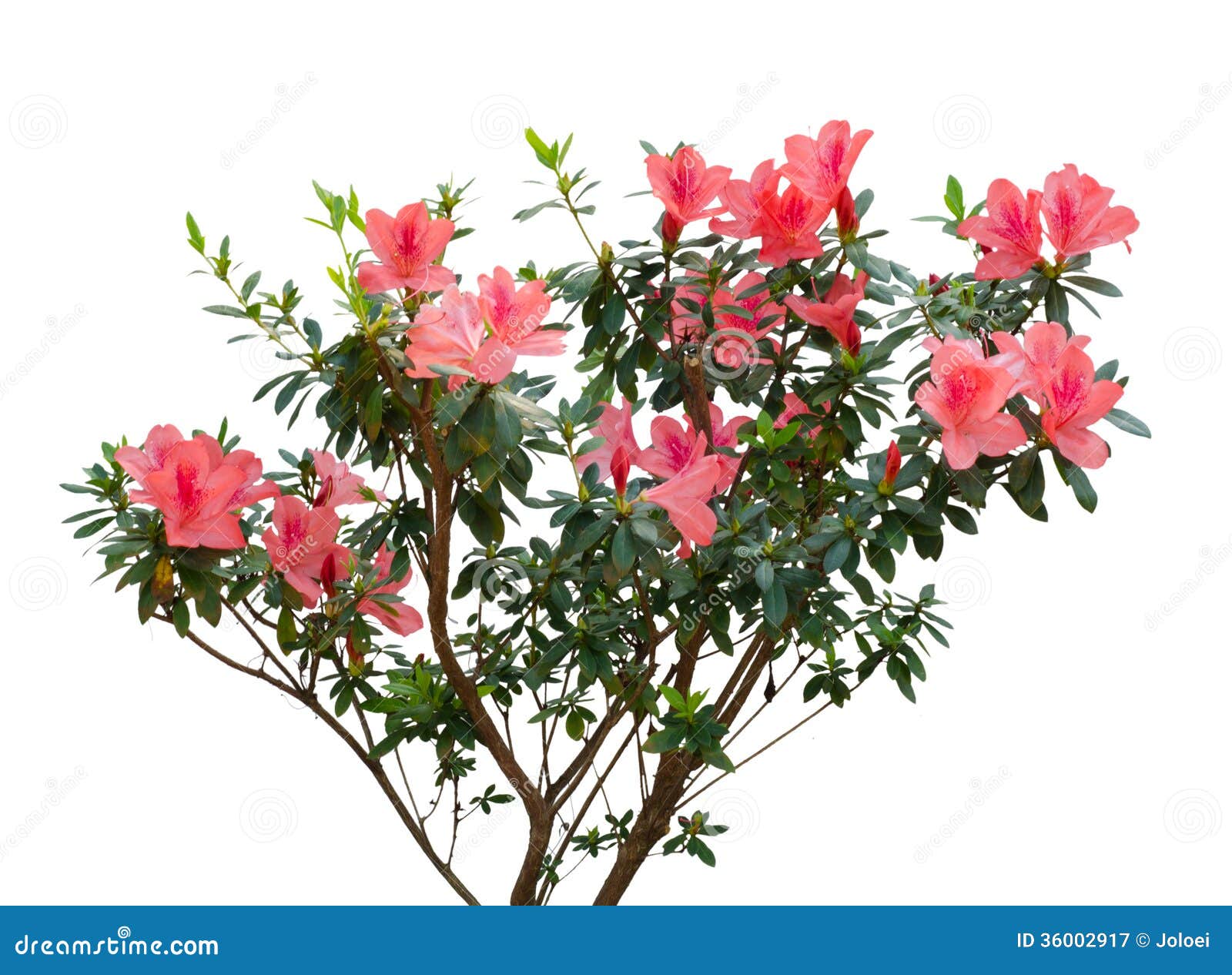 Azalea blooming on tree stock image. Image of nature - 36002917