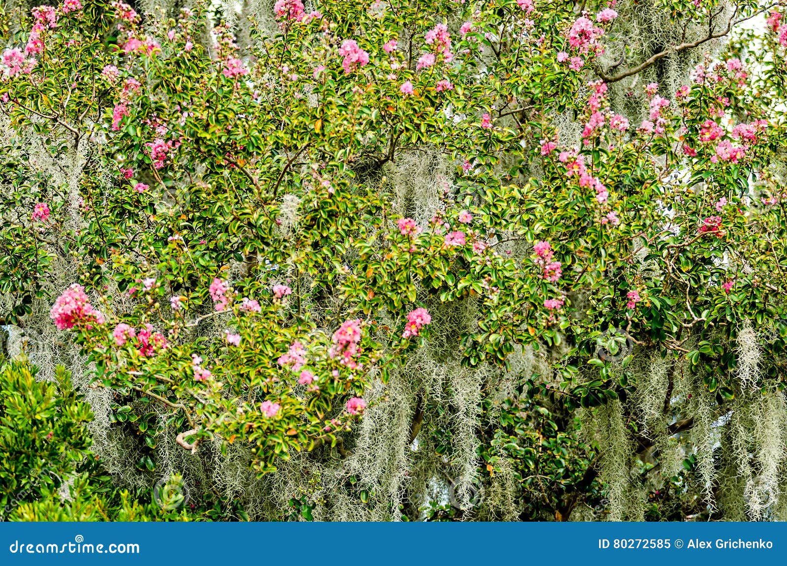 Azalea Bushes Covered in Spanish Moss Stock Image Image of pathway