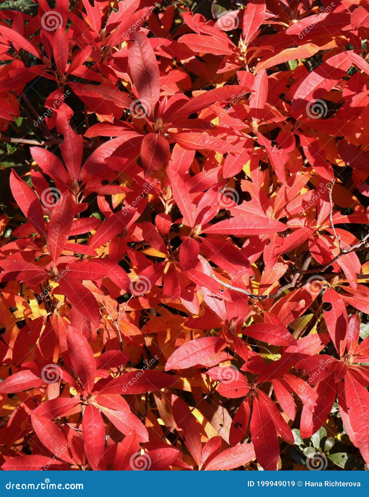 Details 223 imagen azalea hojas rojas