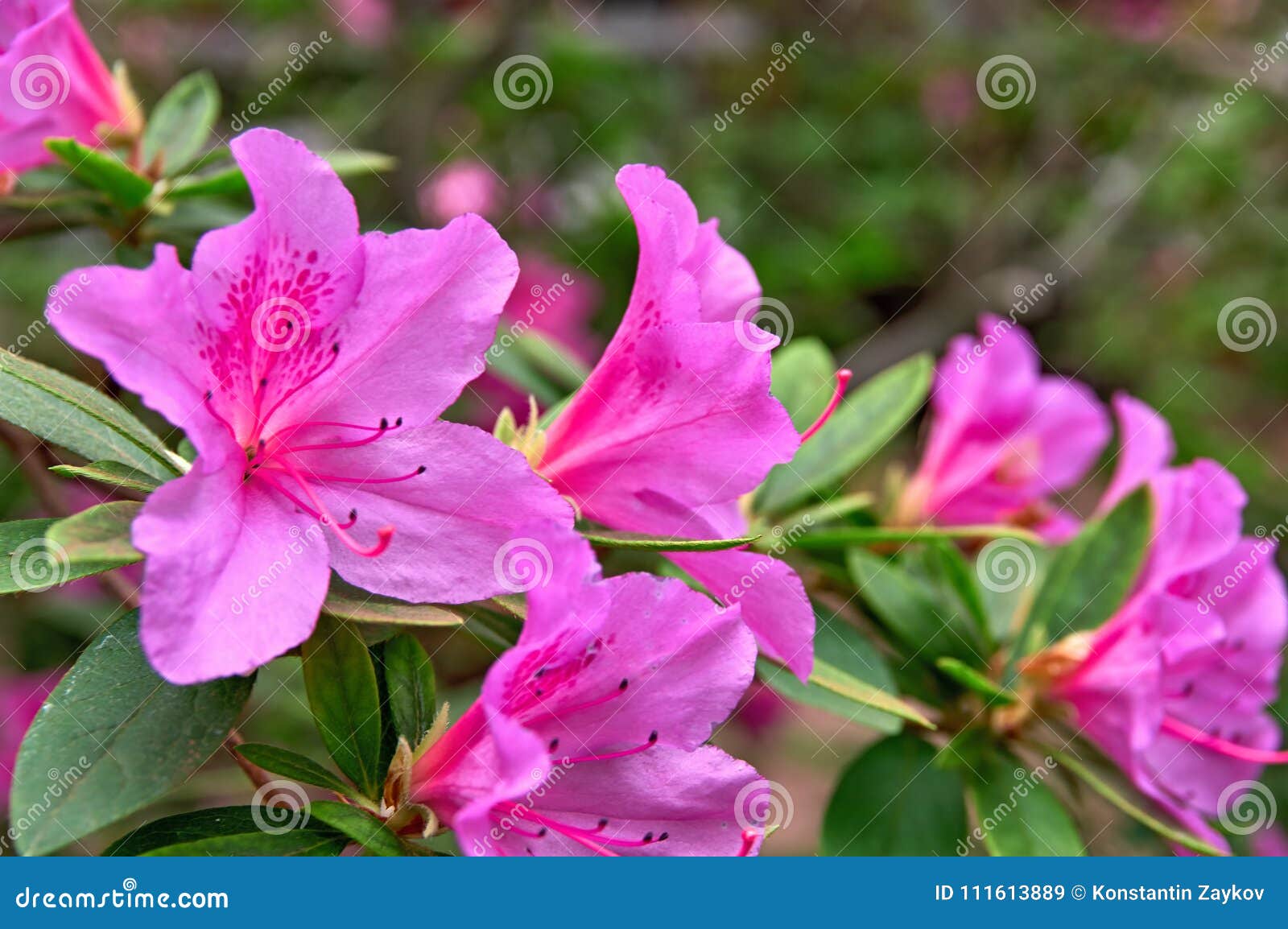 Piante Dainterno Con Fiori Rose / Piante Da Appartamento ...