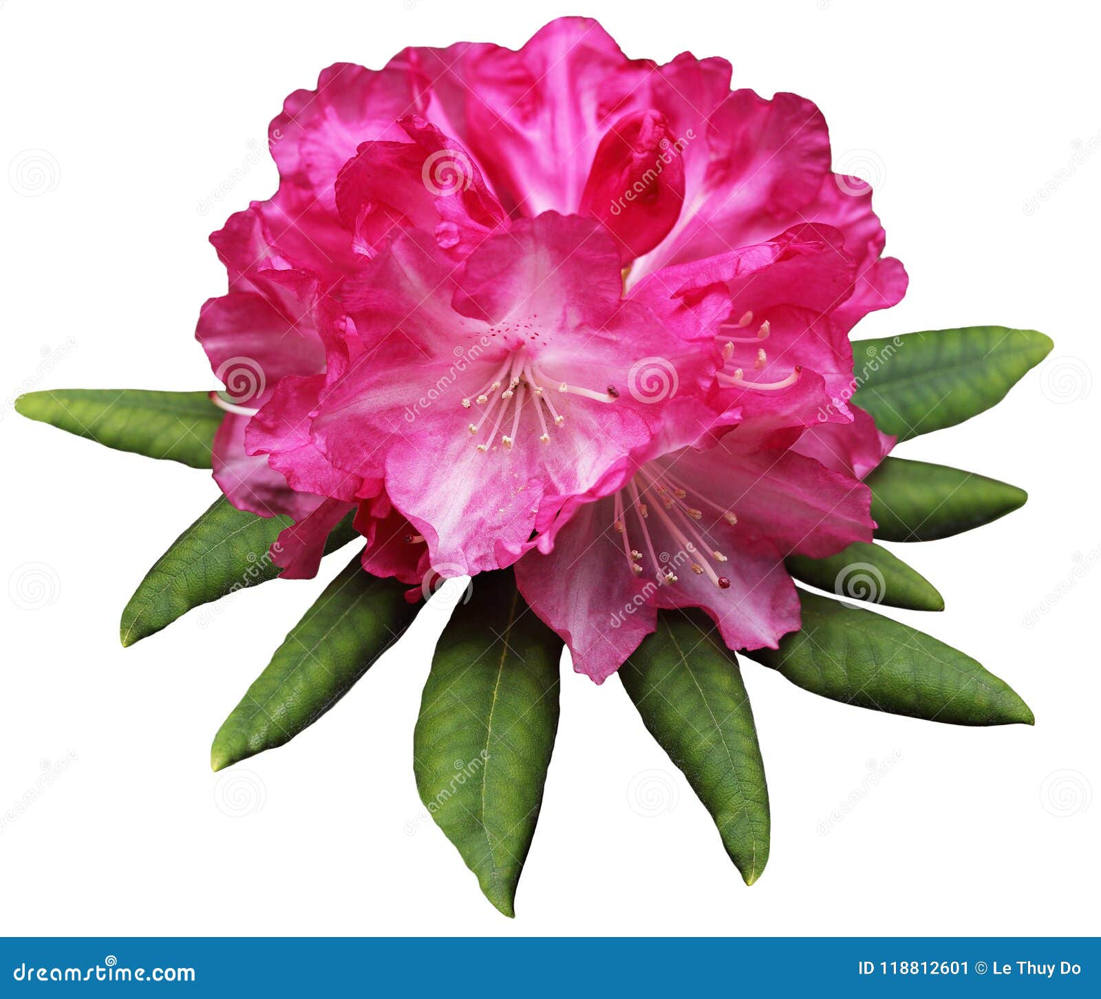 Azalea Flower magenta image stock. Image du floral, beau - 118812601