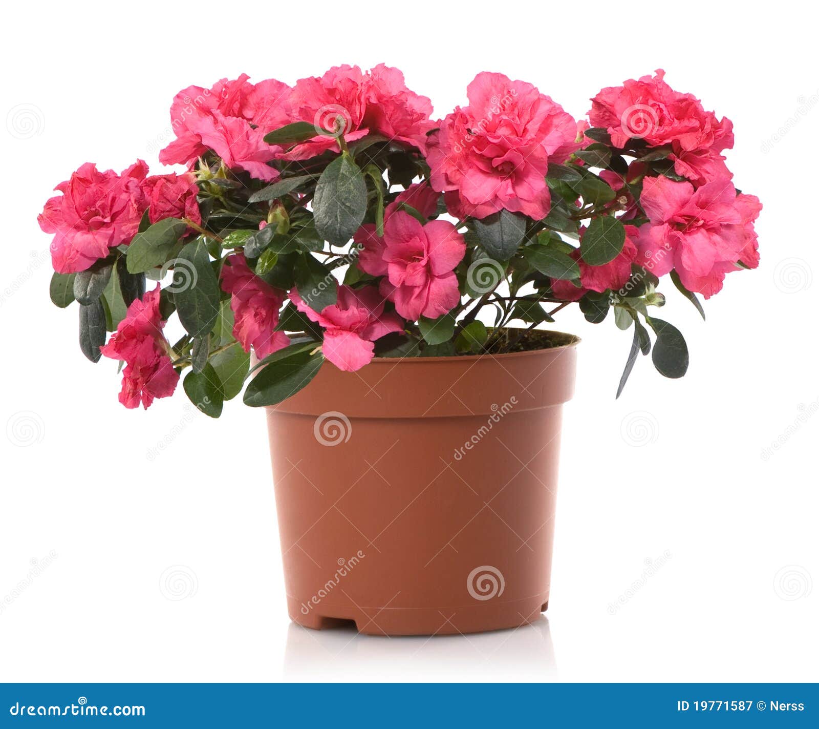 azalea flower pot flowers