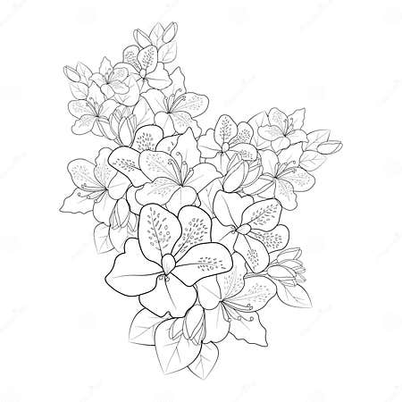 Azalea Flower, Azalea Flower Tattoo Black and White, Isolated Evergreen ...