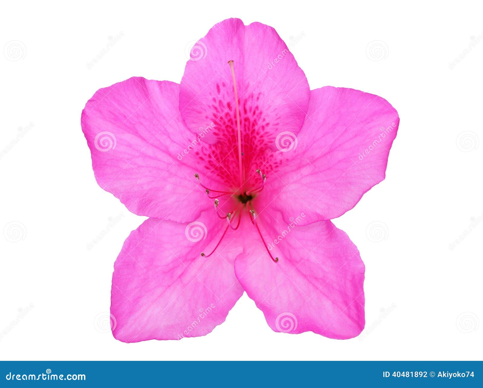 azalea flower on white background