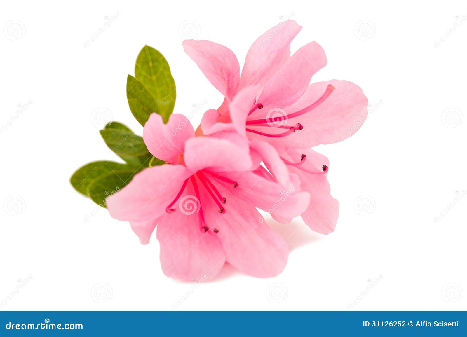 azalea flower