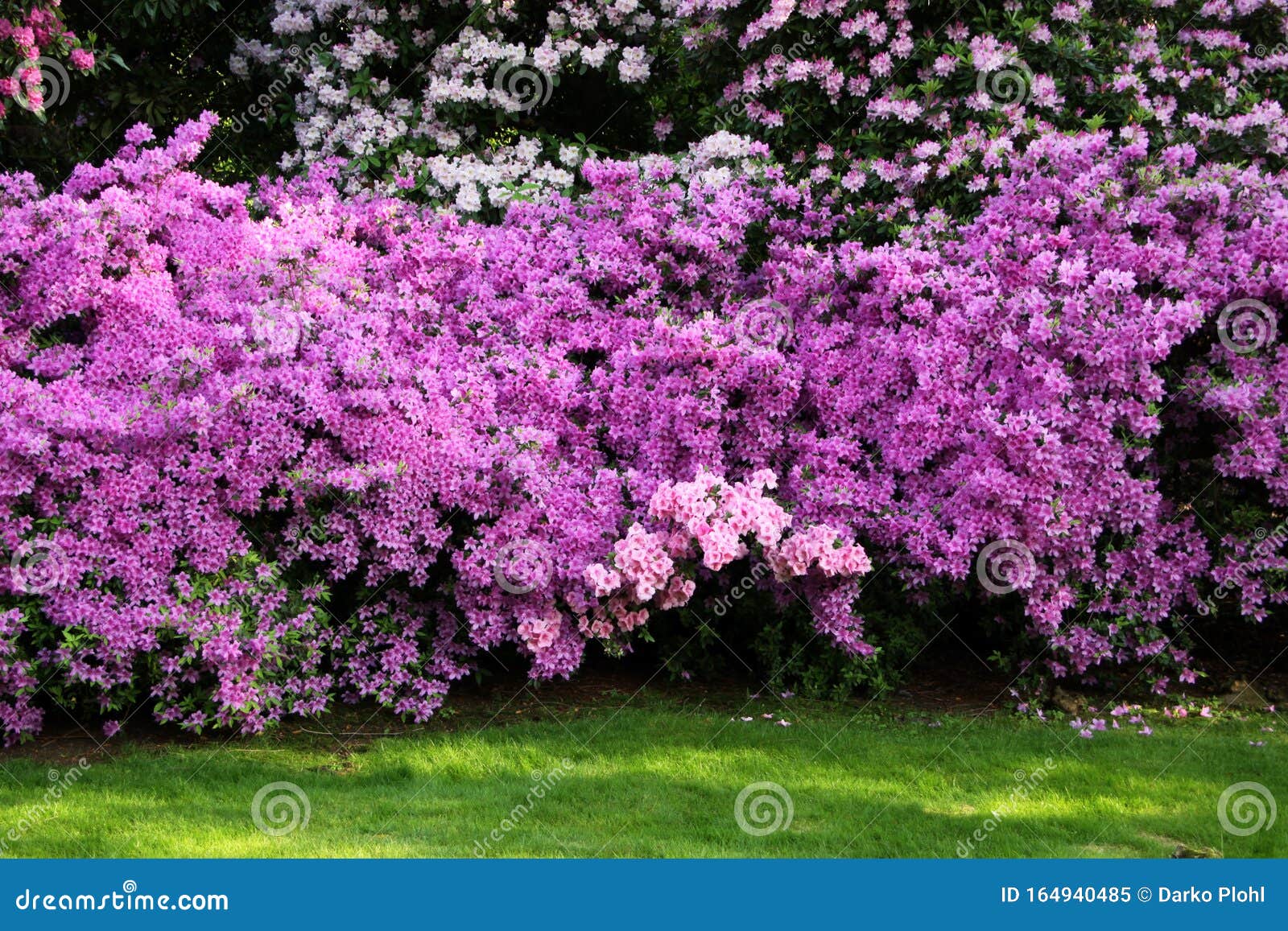 azalea flowering shrub