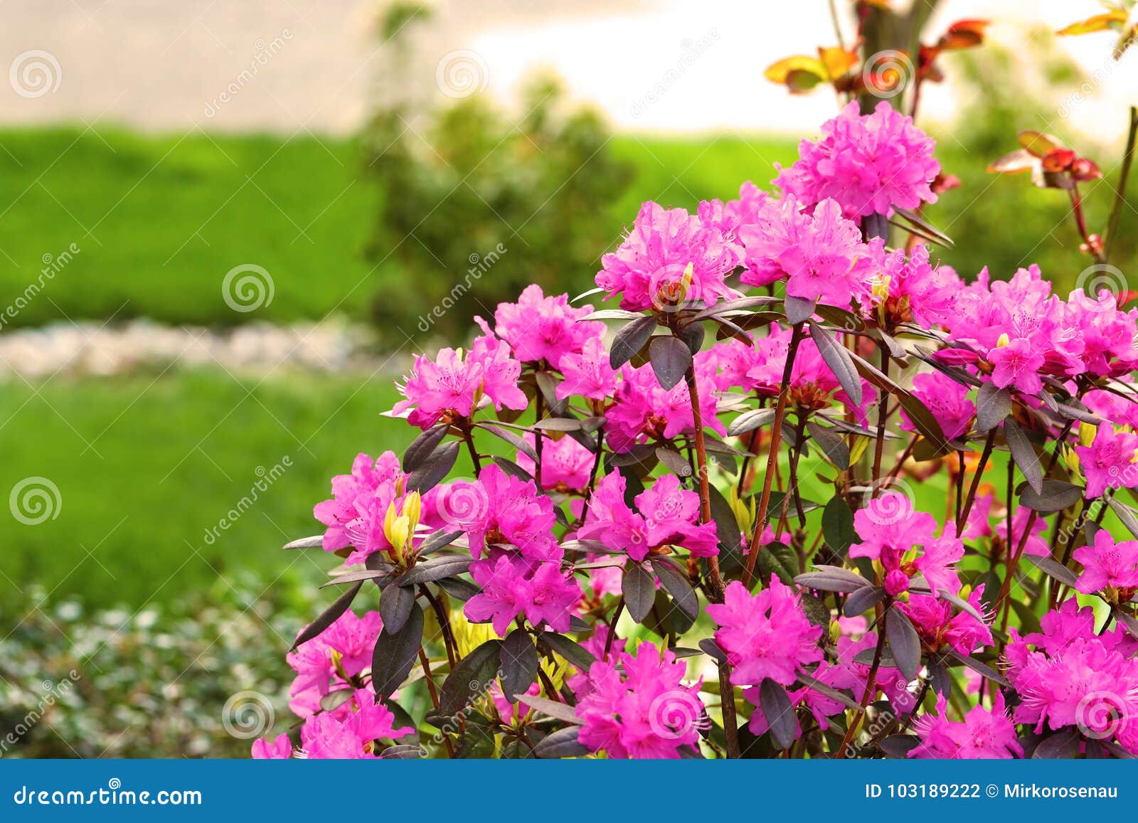 azalea, flowering shrubs member of the genus rhododendron
