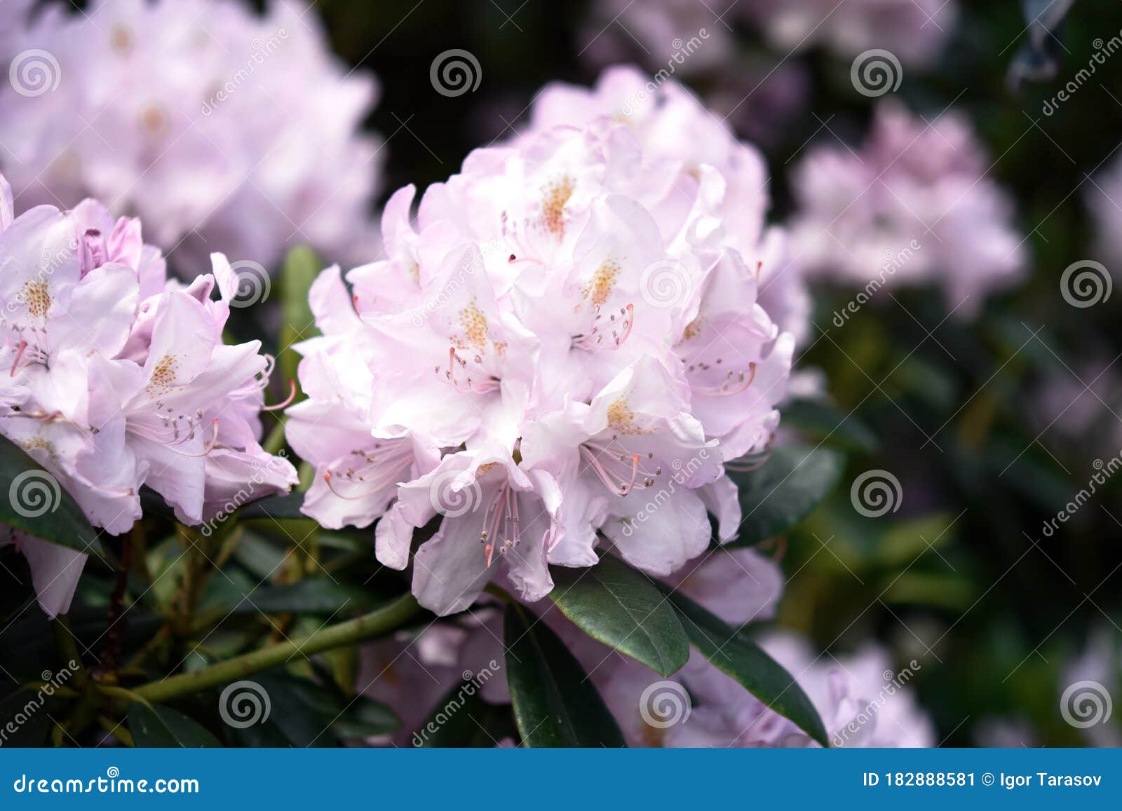 azalea flowers in the garden