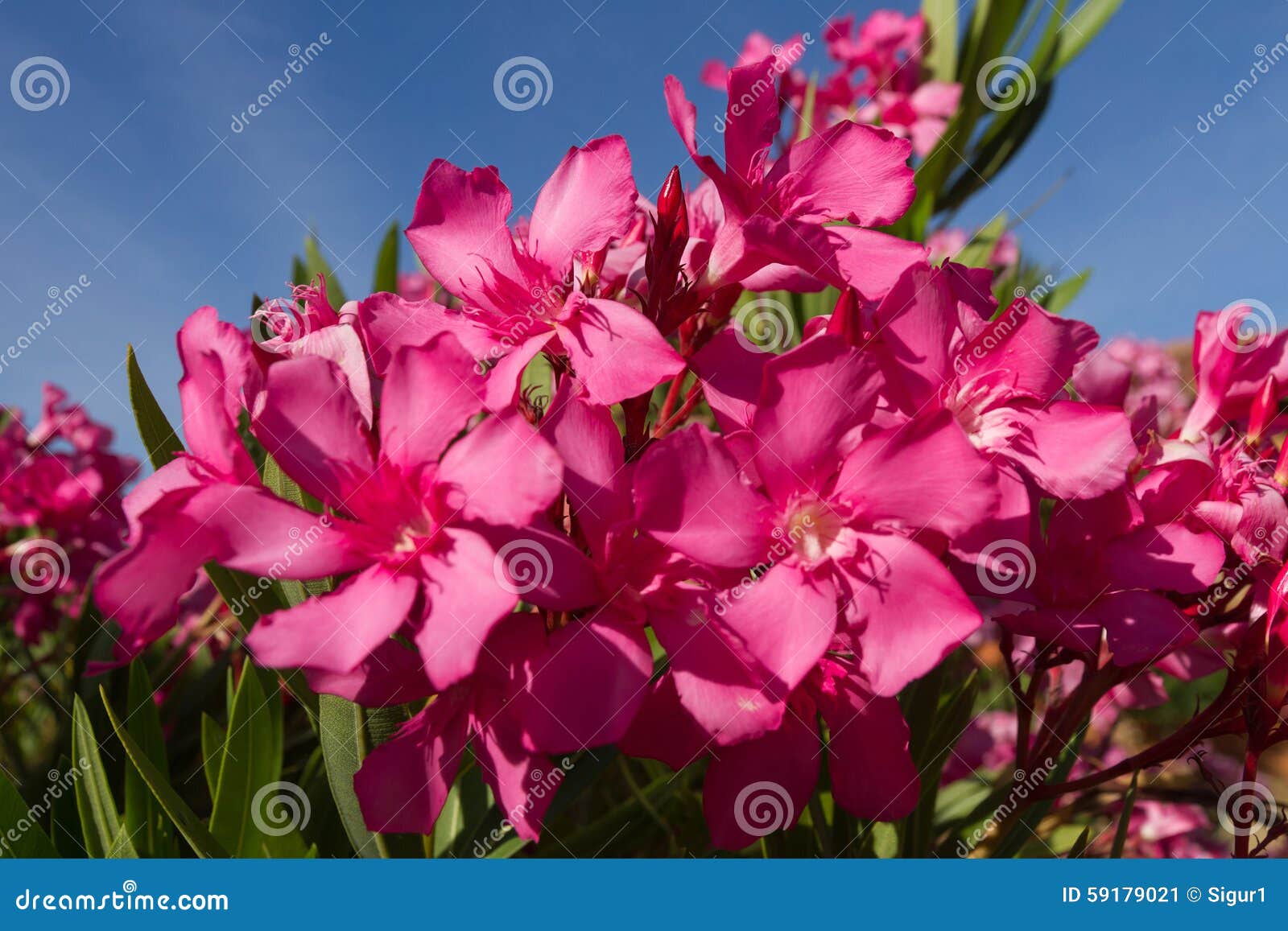azalea flowers sunny