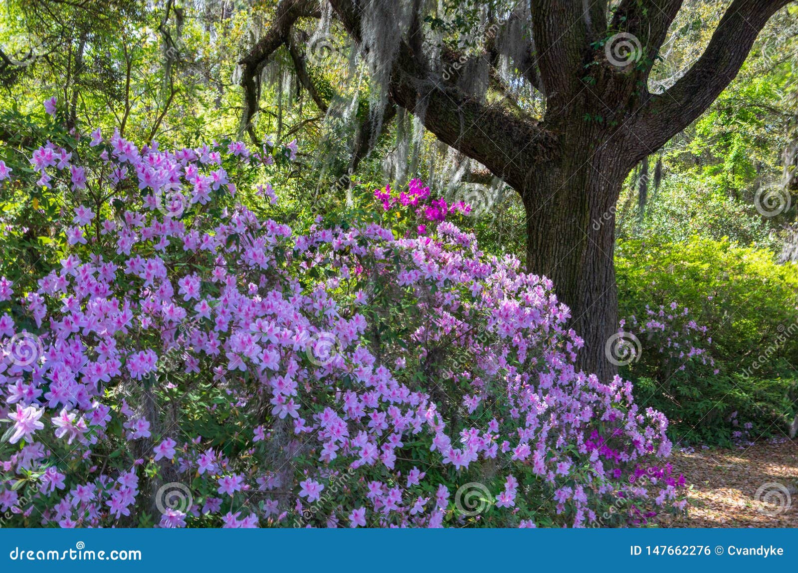 Azalea Garden Charleston South Carolina Stock Photo Image of nature