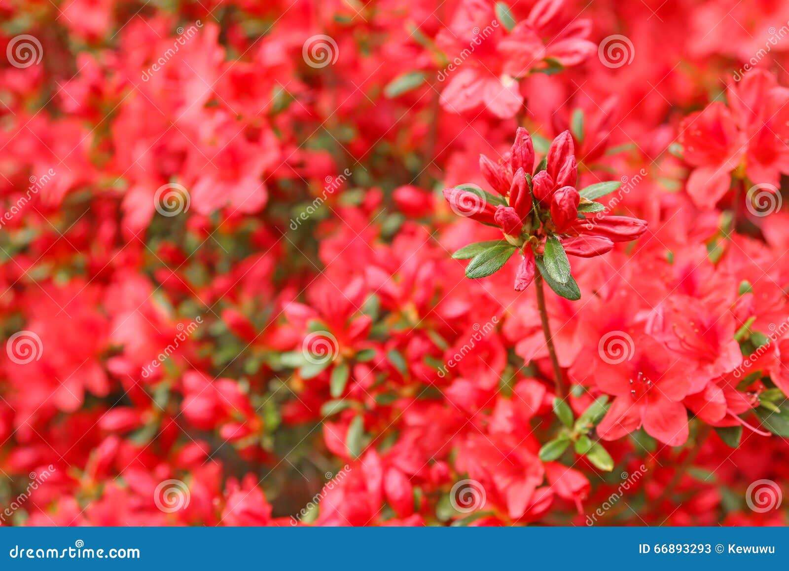 azalea japonica red flowers ready to bloom in spring
