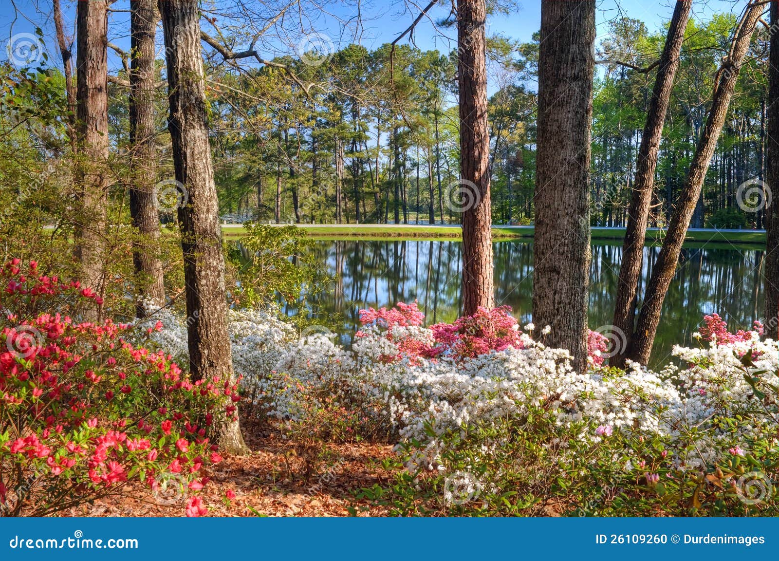 Azalea Lake Stock Photo Image Of Bloom Azaleas Reflections