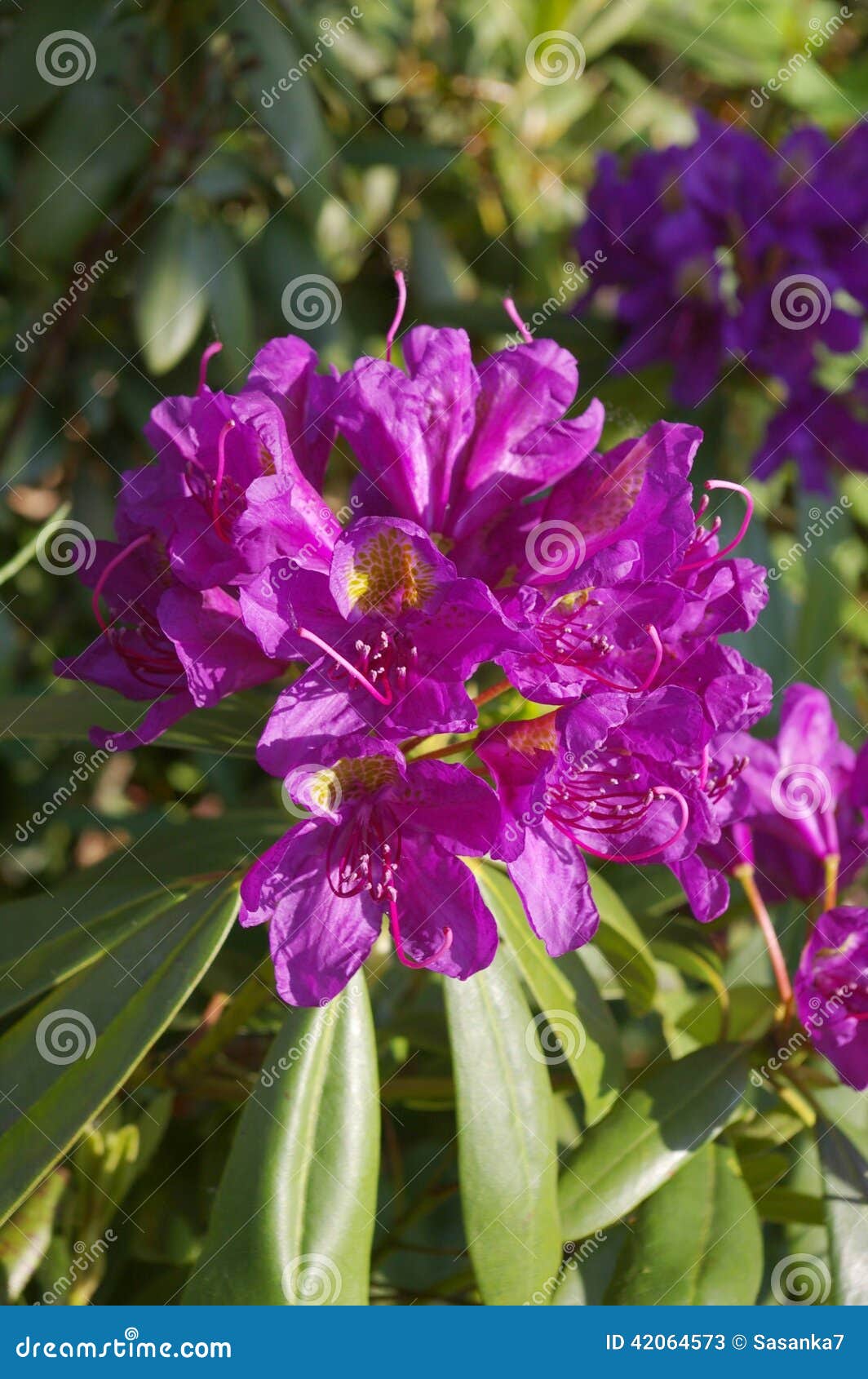 Azalea Magenta stock image. Image of nature, green, flora - 42064573
