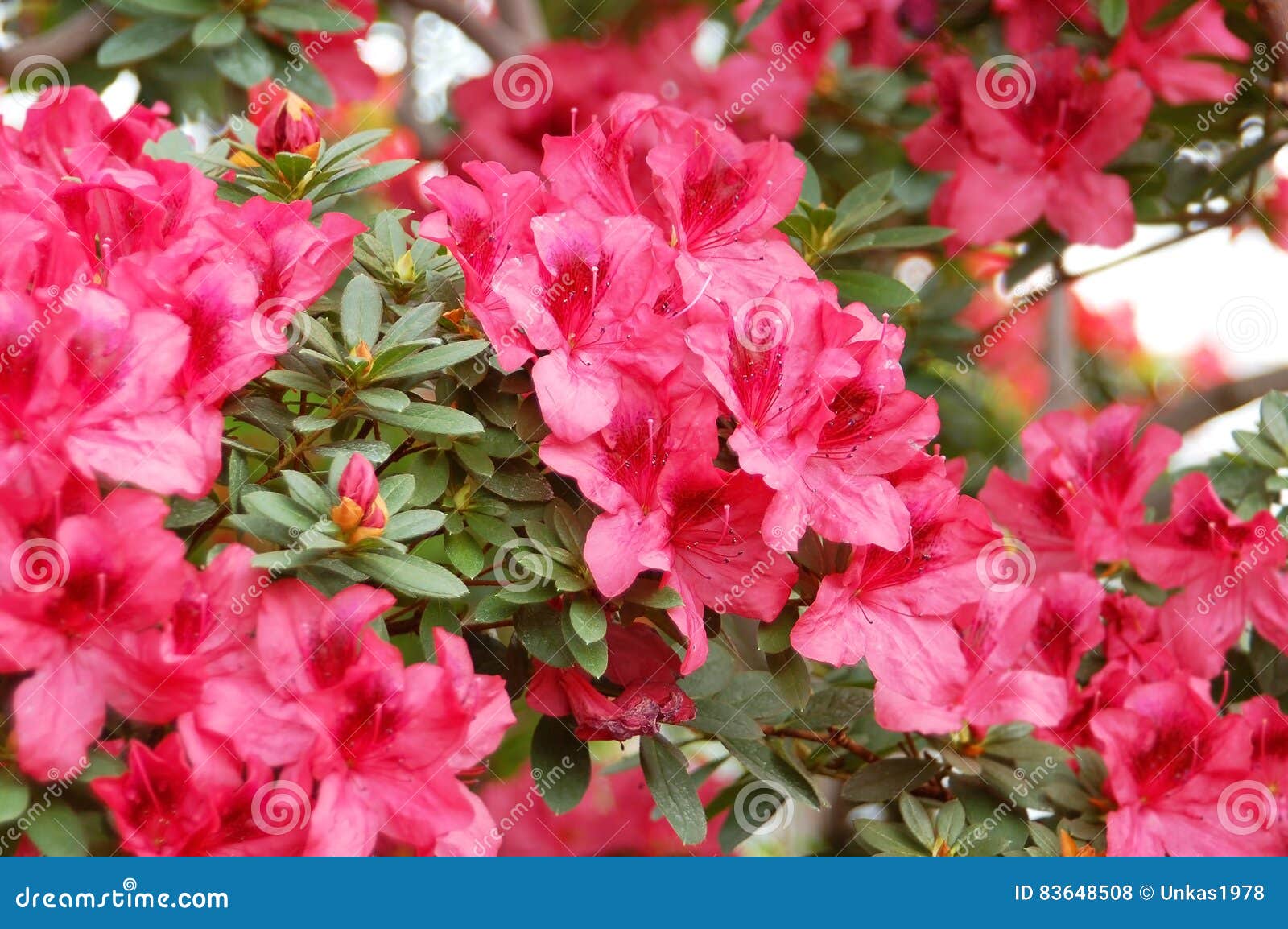 Azalea blume