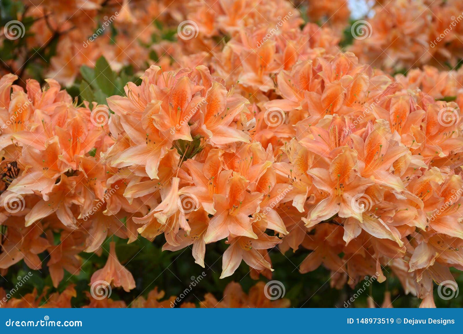 Azalea Shrub Blooming Anaranjada De Florecimiento En Un Día De Primavera  Imagen de archivo - Imagen de anaranjado, horticultura: 148973519