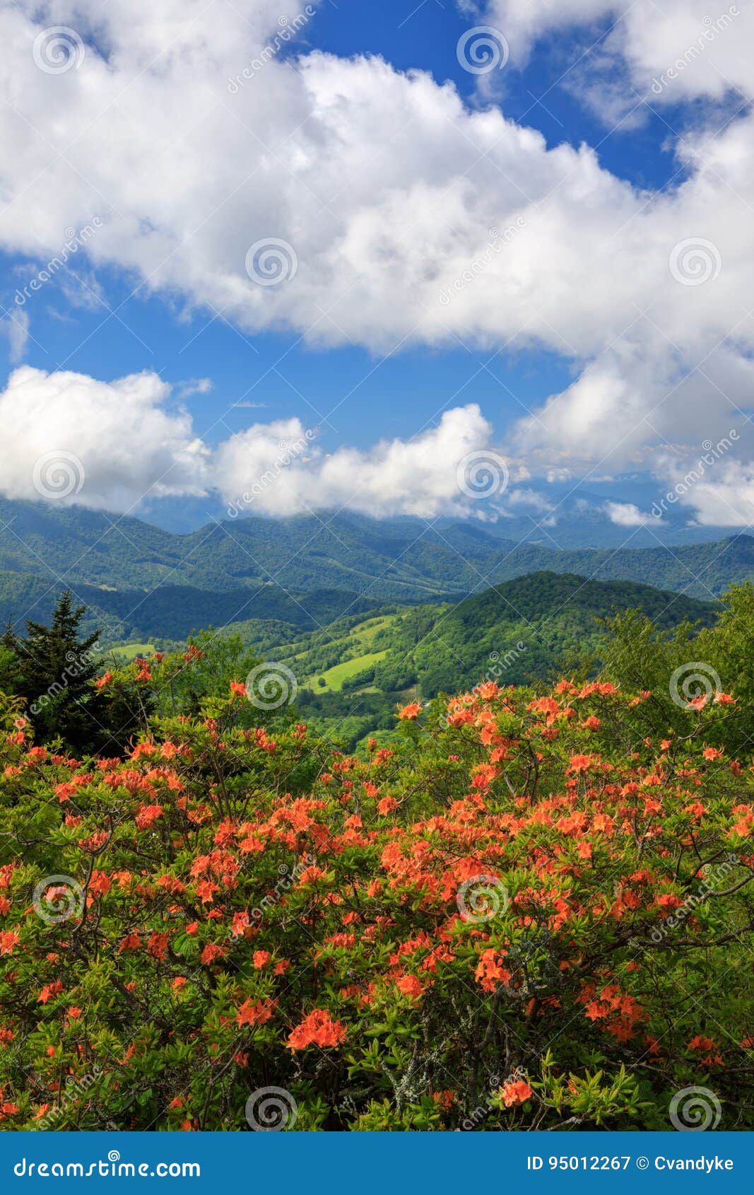 Azaleas Anaranjadas Roan Mountain De La Llama Imagen de archivo
