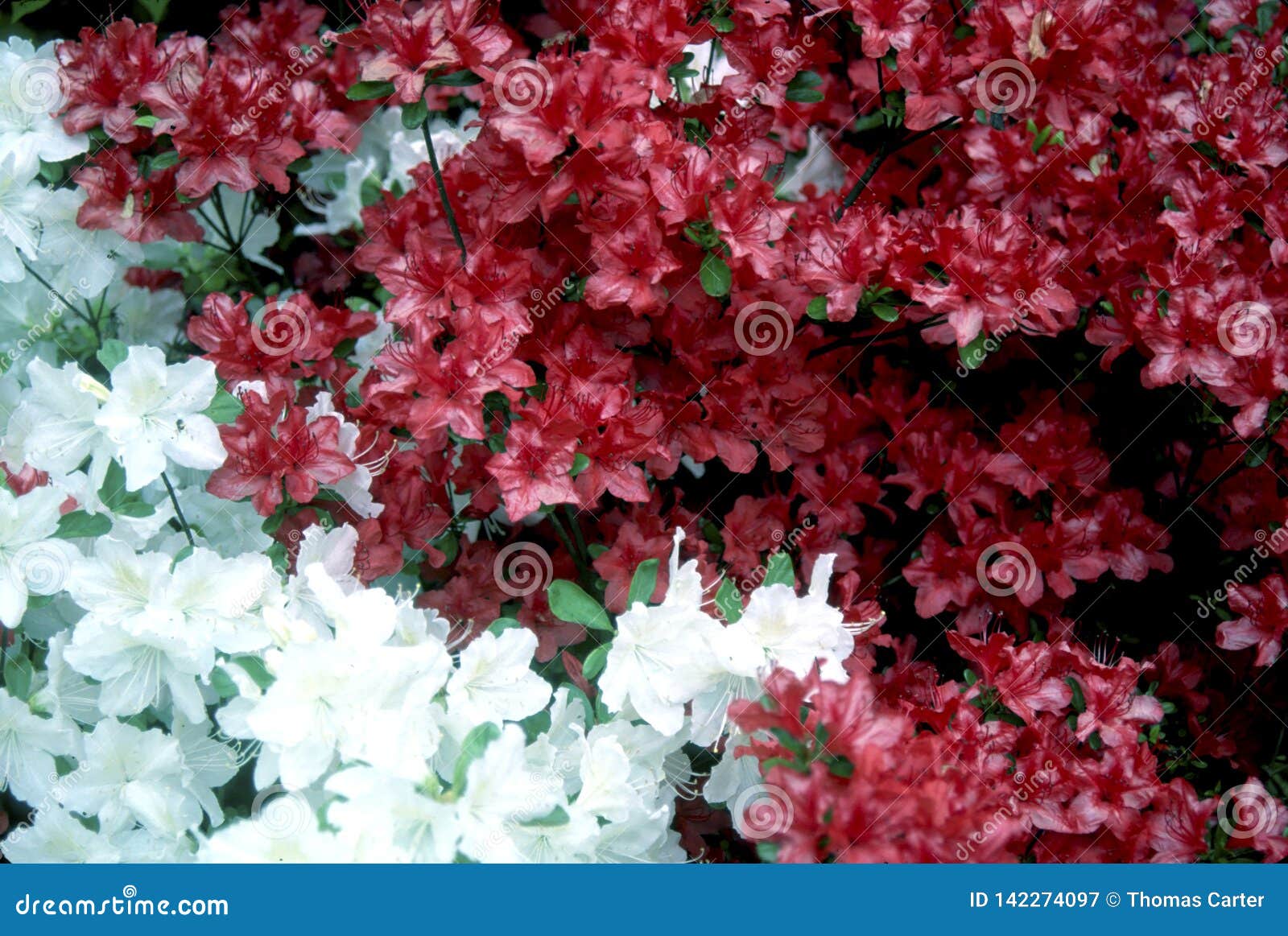 Flowers Signify that Spring is Here Stock Image Image of azaleas