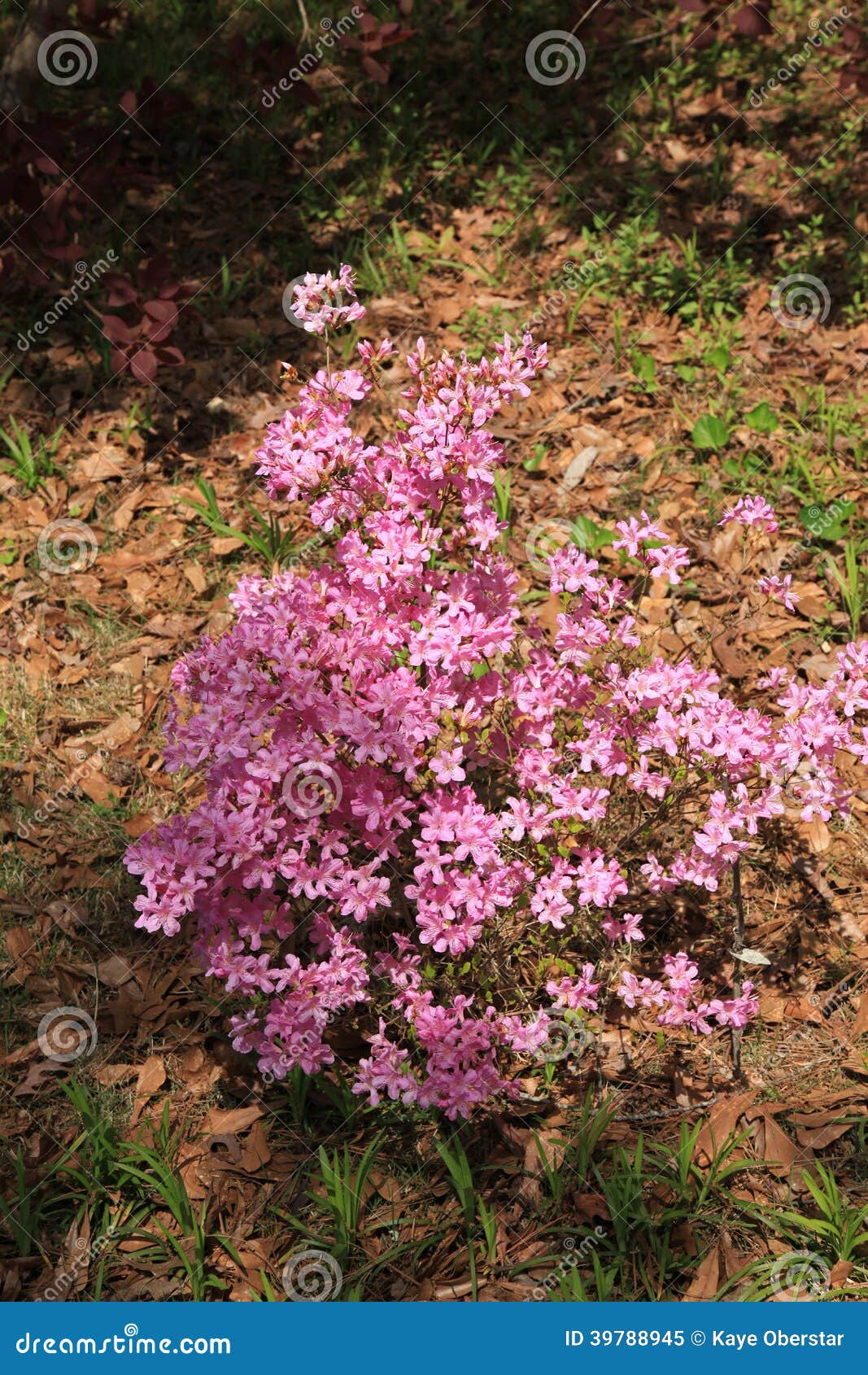 Azaleas at Callaway Gardens Stock Image Image of pink, scenic 39788945