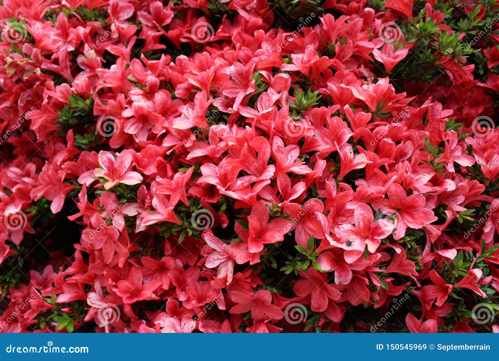 Azaleas De Color Naranja Brillantes En La Plena Floraci?n Imagen de archivo  - Imagen de brote, racimo: 150545969