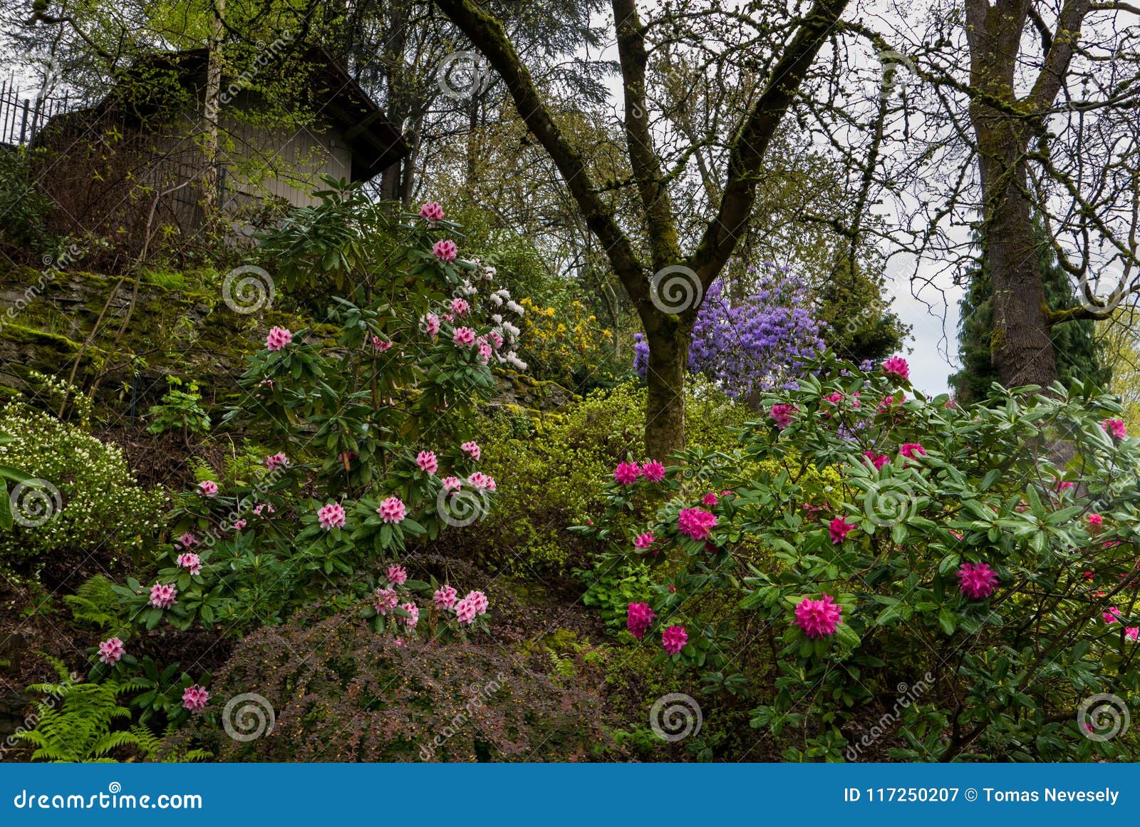Azaleas In Portland S Crystal Springs Rhododendron Garden Stock