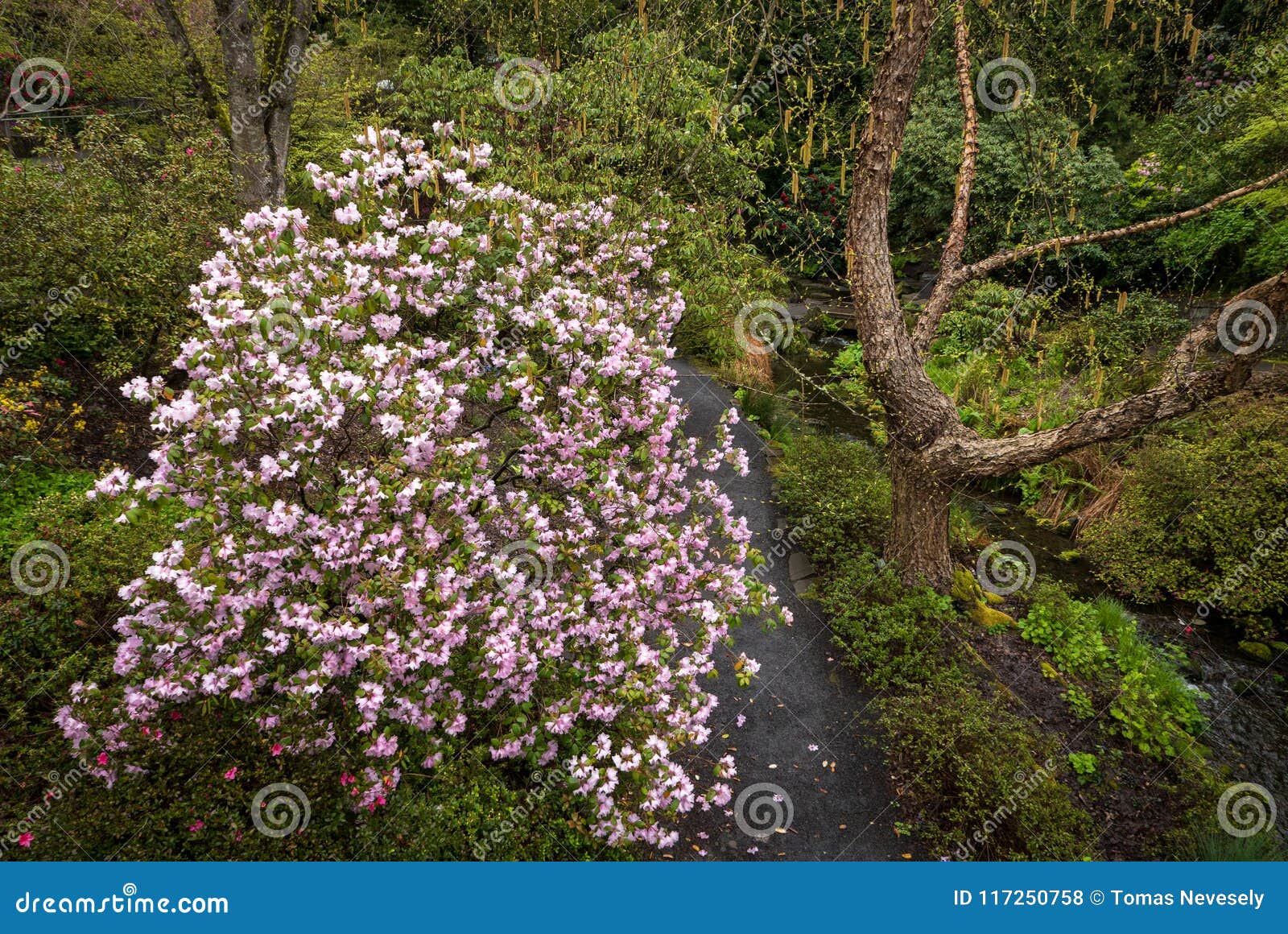 Azaleas In Portland S Crystal Springs Rhododendron Garden Stock