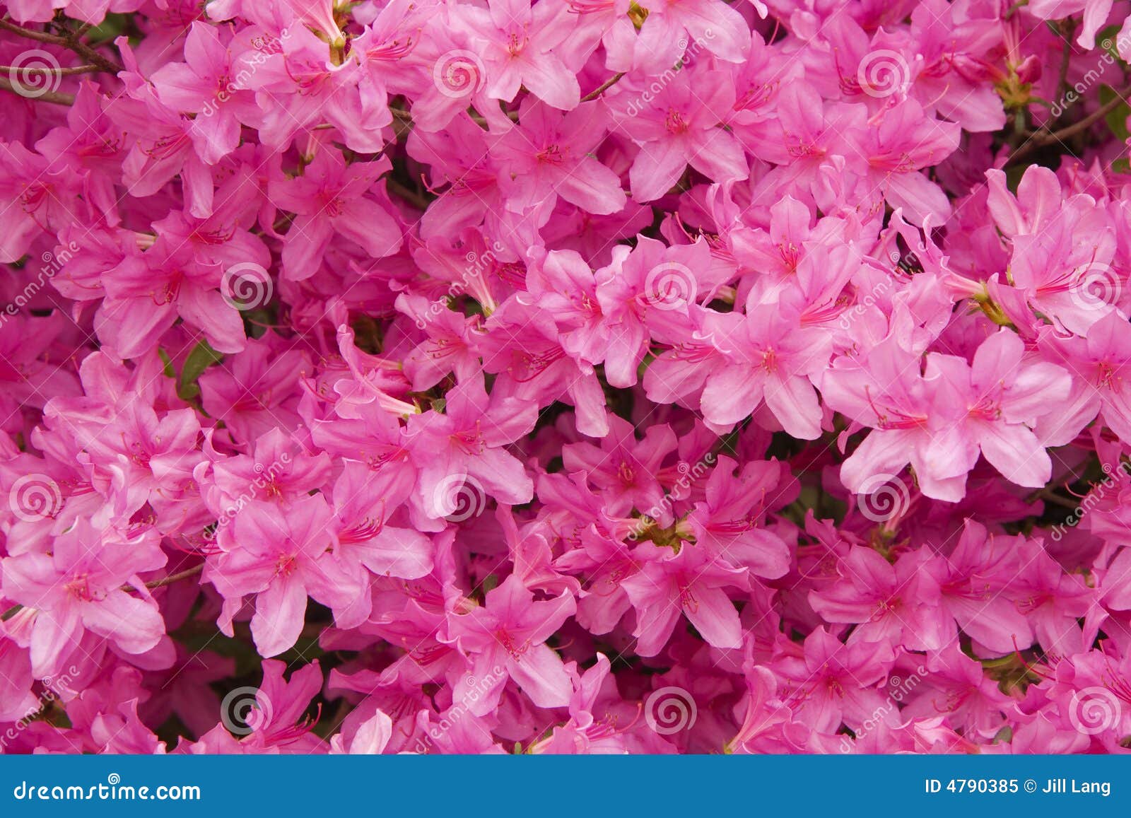 Azaleas rosadas imagen de archivo. Imagen de arbusto, flor - 4790385