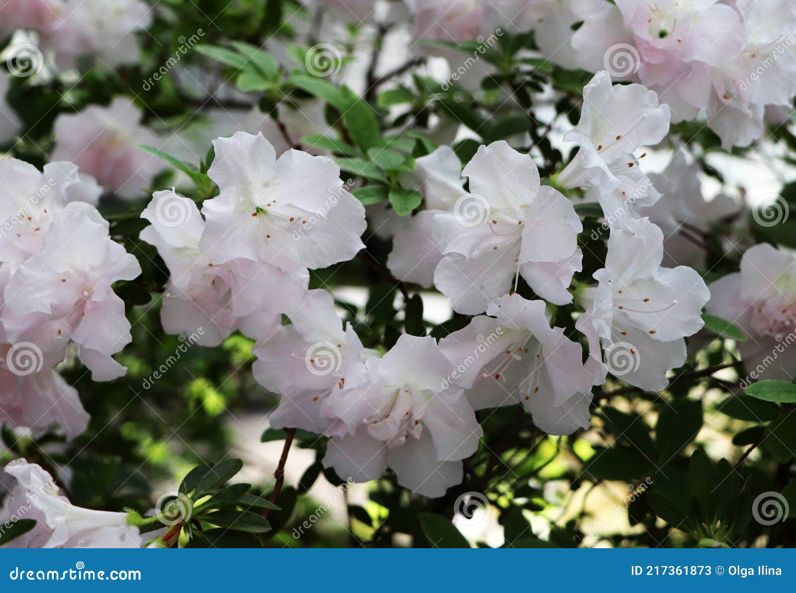 Azaleias Brancas 6. Rússia Do Jardim Botânico. Imagem de Stock - Imagem de  moscou, plantas: 217361873