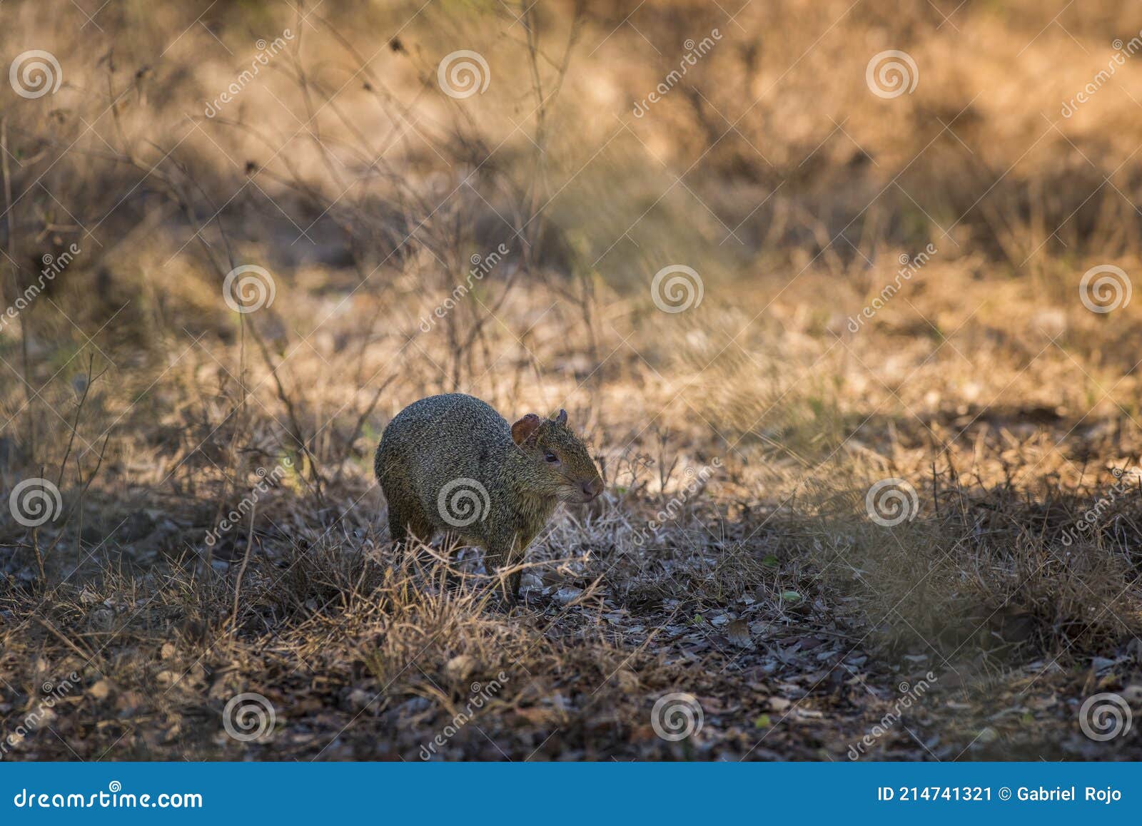 azara`s agouti ,dasyprocta azarae,