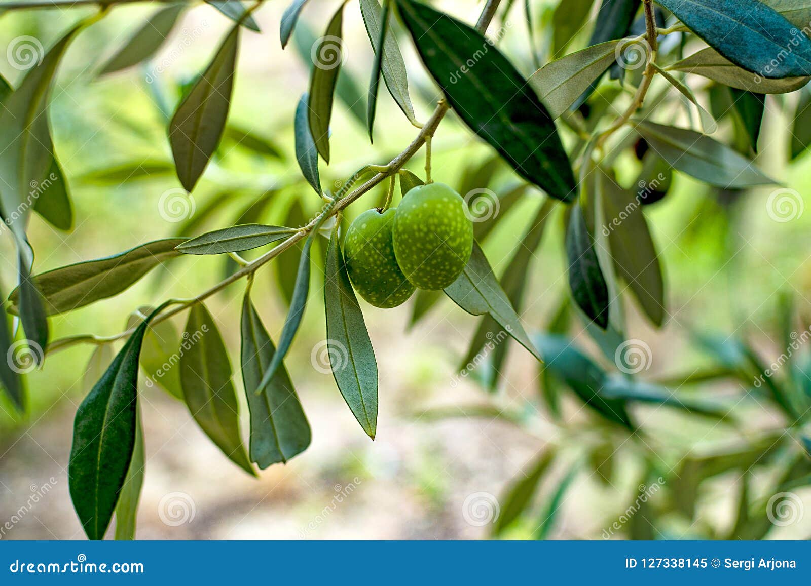 Azeitona Verde Na Arvore Imagem De Stock Imagem De Verde 127338145